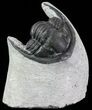 Bargain, Enrolled Cornuproetus Trilobite #68761-1